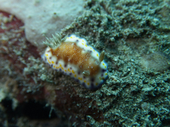 Goniobranchus collingwoodi