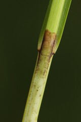 Carex prairea