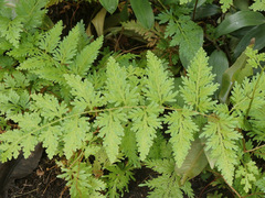 Selaginella willdenowii