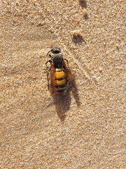 Radumeris tasmaniensis