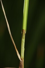 Carex prairea
