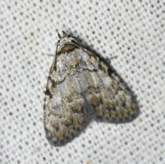 Meganola strigula