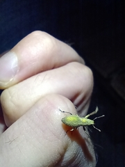 Naupactus auripes