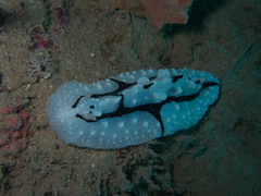 Phyllidiopsis shireenae