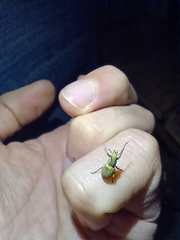 Naupactus auripes
