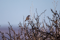 Artemisiospiza nevadensis