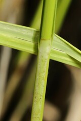 Carex diandra