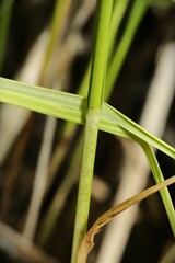 Carex diandra