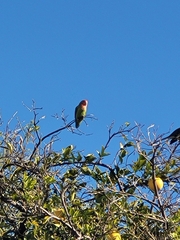 Agapornis roseicollis