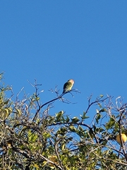 Agapornis roseicollis