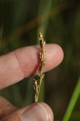 Carex diandra