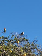 Agapornis roseicollis