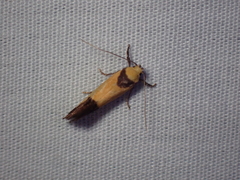 Crepidosceles exanthema