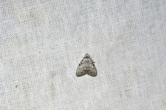Meganola strigula