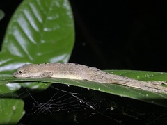 Anolis limifrons