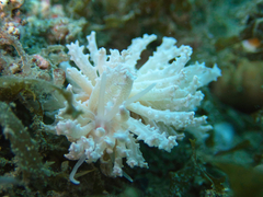 Phyllodesmium crypticum