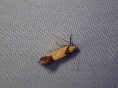 Crepidosceles exanthema