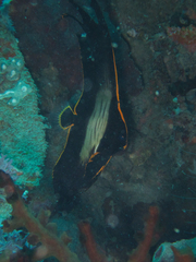 Platax pinnatus