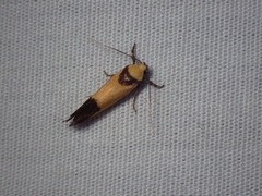 Crepidosceles exanthema