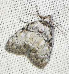 Meganola strigula