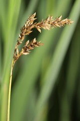 Carex prairea