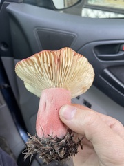 Russula rhodocephala