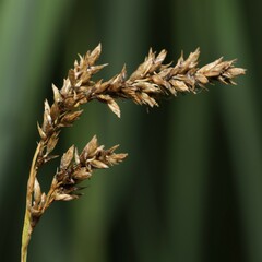 Carex prairea