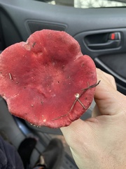 Russula rhodocephala