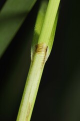 Carex prairea