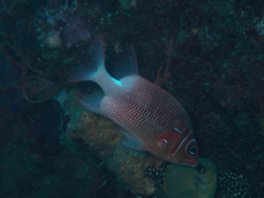 Sargocentron caudimaculatum