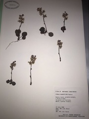 Pyrola grandiflora
