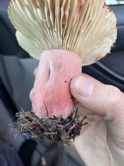 Russula rhodocephala