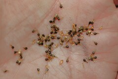 Carex prairea