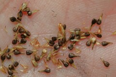 Carex prairea