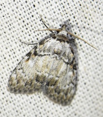 Meganola strigula