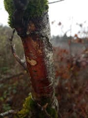 Acer glabrum douglasii