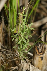 Galium labradoricum