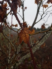 Acer glabrum douglasii