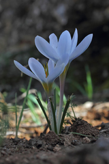 Crocus leichtlinii