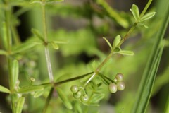 Galium labradoricum