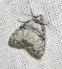 Meganola strigula