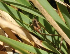 Phaulacridium vittatum