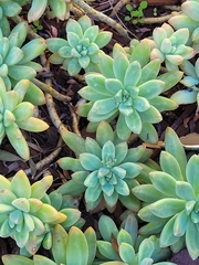 × Graptosedum