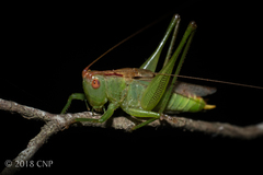 Orchelimum silvaticum