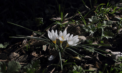 Crocus musagecitii