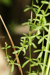 Galium labradoricum