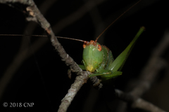 Orchelimum silvaticum