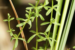 Galium labradoricum