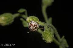 Zygogramma heterothecae