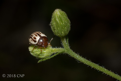 Zygogramma heterothecae